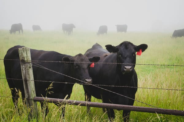 Livestock Farming Is 'Climate-Neutral'